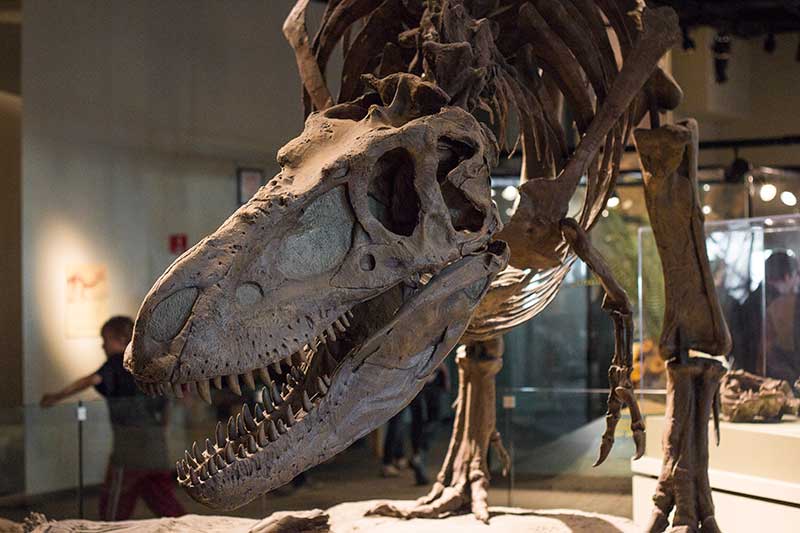 Dinozauras