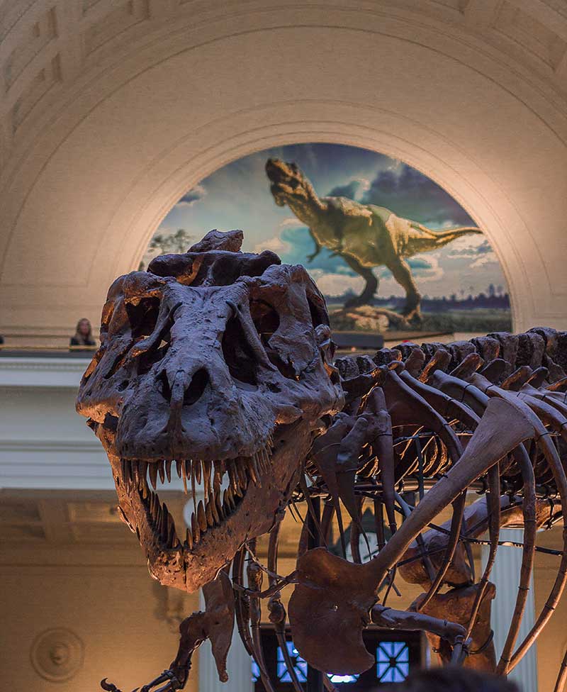 Field Museum - Dinozauras Sue