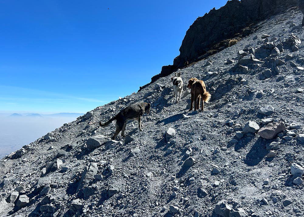 Laukiniai La Malinche kalno šunys